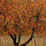 شقة Podere Castagne