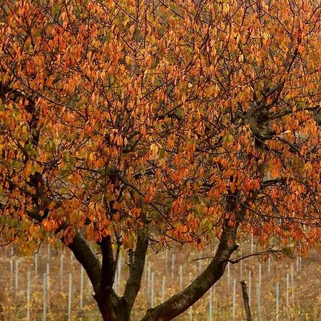 شقة Podere Castagne
