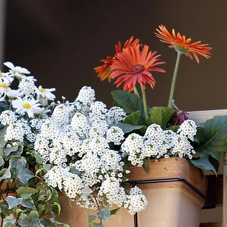 Podere Castagne Mezzane di Sotto