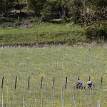 Daire Podere Castagne Mezzane di Sotto