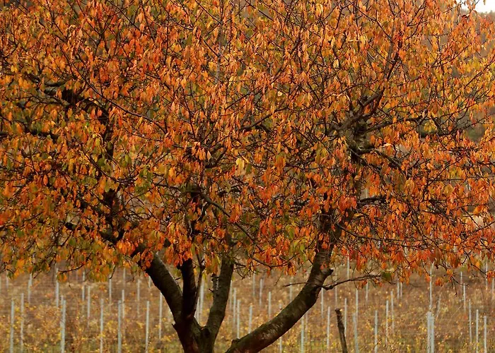 Apartman Podere Castagne
